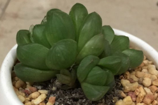 玉露干癟變成咖啡色了怎么辦