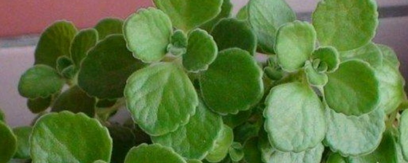 噴噴香植物怎么養(yǎng)