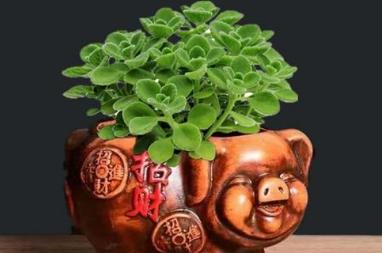 噴噴香植物怎么養(yǎng)