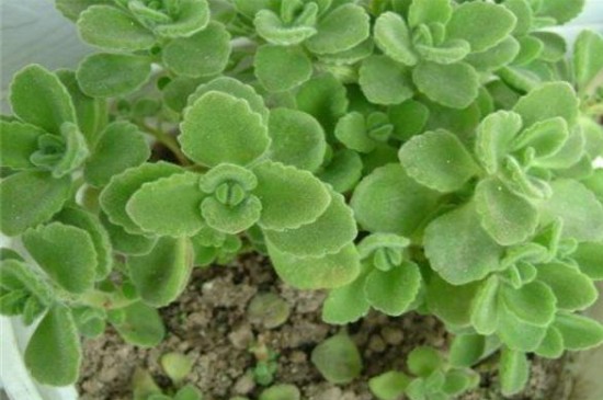 噴噴香植物怎么養(yǎng)