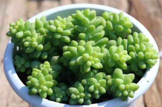 多肉要不要曬太陽(yáng)