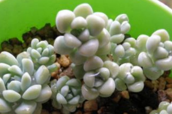 姬秋麗夏天可以露養(yǎng)嗎