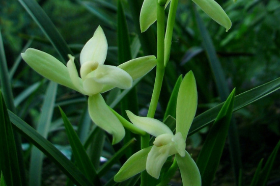 蘭花葉有白色斑點(diǎn)怎么治