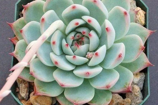 魯氏石蓮花怎么枝插