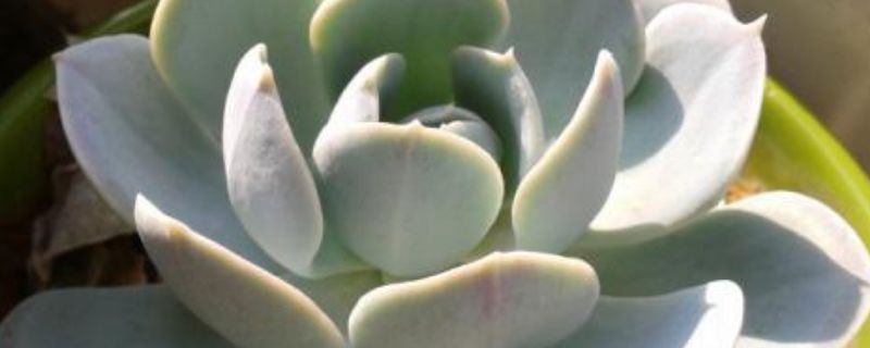 魯氏石蓮花怎么枝插