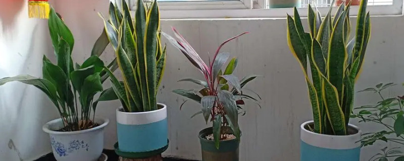 植物過冬方式有哪幾種有哪些