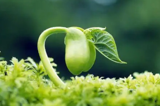 溫度對植物生長的影響