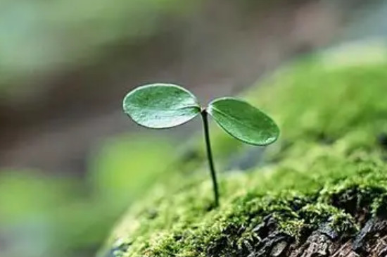 溫度對植物生長的影響