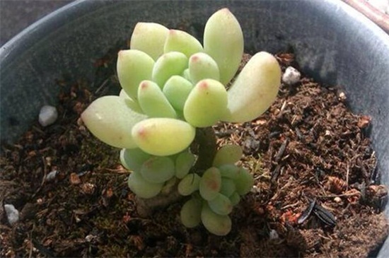 凝脂蓮葉子水化怎么辦