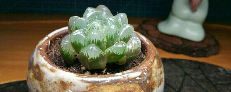 玉露多肉多久澆一次水