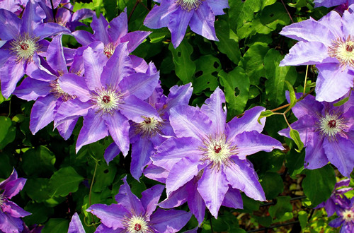 1652858323832277.jpg data-cke-saved-src=http___s2.best-wallpaper.net_wallpaper_3840x2160_1812_Clematis-purple-flowers-green-leaves_3840x2160.jpg&refer=http___s2.best-wallpaper.webp_副本.jpg src=http___s2.best-wallpaper.net_wallpaper_3840x2160_1812_Clematis-purple-flowers-green-leaves_3840x2160.jpg&refer=http___s2.best-wallpaper.webp_副本.jpg