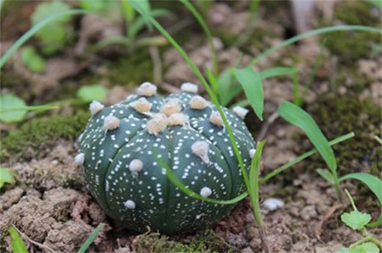 星兜怎么養(yǎng)長得快