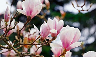 玉蘭花聞起來什么味道 玉蘭花有毒嗎