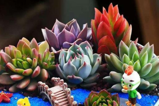 多肉植物多久澆一次水?