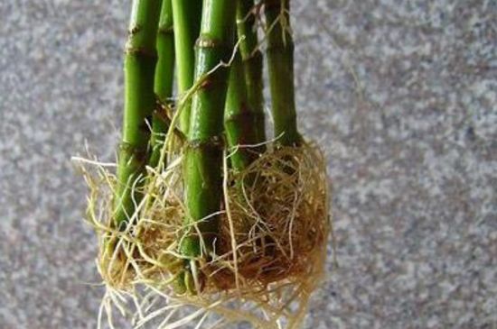 富貴竹根部發(fā)黑發(fā)臭