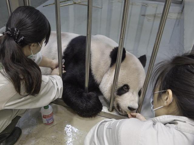 大熊貓“團團”疑有惡性腫瘤 用腳拖行前進讓人心疼