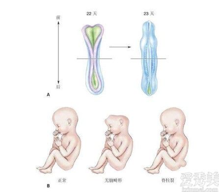 備孕期間吃葉酸有哪些作用?