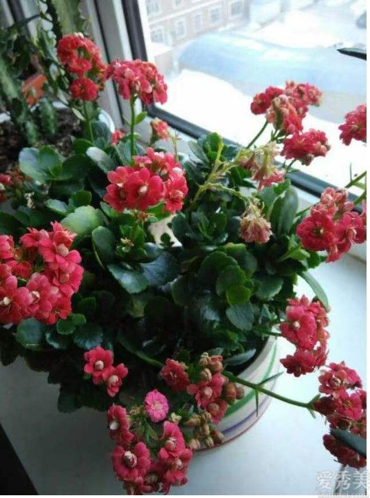 添福添財(cái)添運(yùn),吉星高照,金錢(qián)滾滾來(lái)的3大生肖
