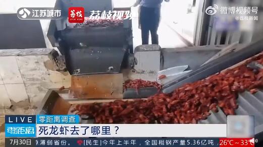 成噸死龍蝦疑似被做成蝦尾出售 最多1天加工5噸死龍蝦