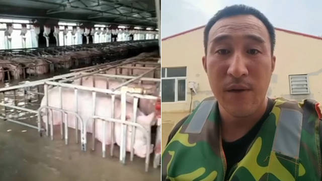 養(yǎng)豬場5000頭豬和10多人被洪水圍困 急需救援