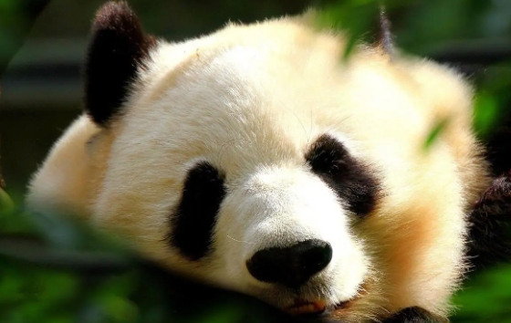 網(wǎng)絡(luò)用語(yǔ)回調(diào)熊貓是什么梗