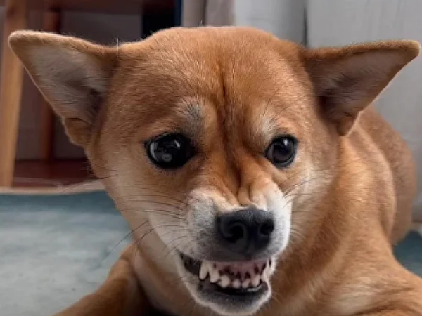 WjZ̹ʲô