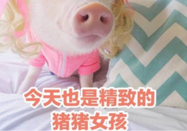 網(wǎng)絡(luò)用語(yǔ)豬豬女孩是什么梗