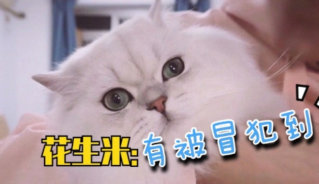 網(wǎng)絡(luò)用語謝謝有被冒犯到是什么梗