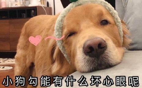 網(wǎng)絡(luò)用語(yǔ)狗勾能有什么壞心思呢是什么梗