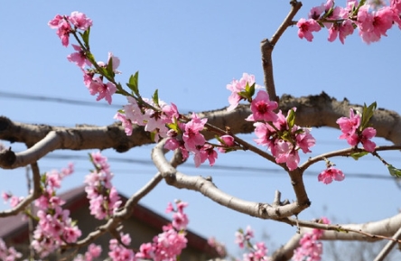 網(wǎng)絡(luò)用語(yǔ)桃花癲是什么梗