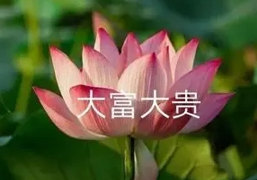 網(wǎng)絡(luò)用語花開富貴是什么梗