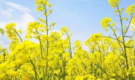 網(wǎng)絡(luò)用語油菜花是什么梗