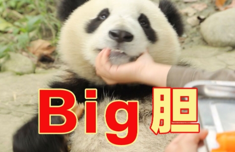 網(wǎng)絡(luò)用語(yǔ)big膽是什么意思
