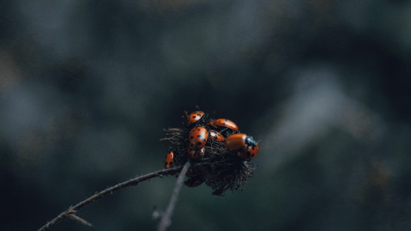 萬年青的養(yǎng)殖方法和注意事項是什么?