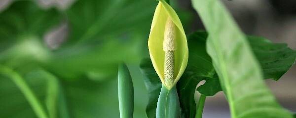 滴水觀音開花后怎么處理