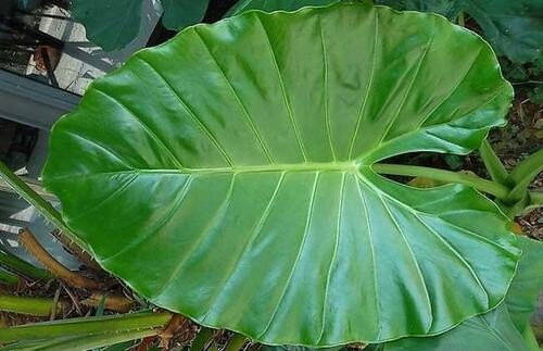 滴水觀音開花后怎么處理