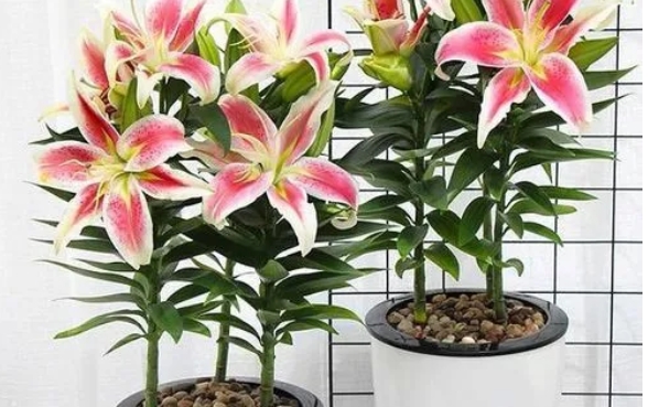 養(yǎng)百合花為什么要剪掉花蕊?怎么養(yǎng)護百合花?