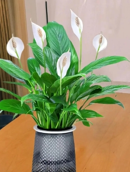 凈化室內(nèi)空氣的植物有哪些?清除甲醛效果最好的植物是什么?