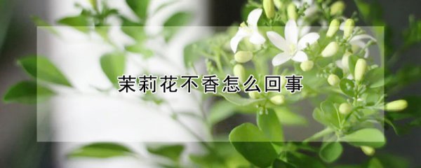 茉莉花為什么不香