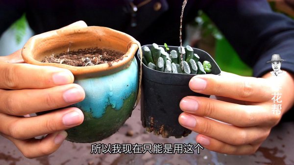 多肉秋天可以換盆嗎