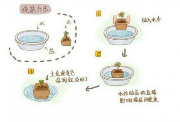 發(fā)財樹怎么分株方法