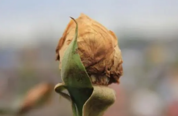 花苞未開放就枯萎怎么辦