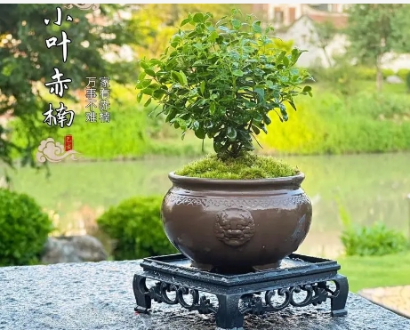 為什么赤楠一換盆就死掉