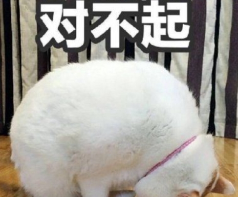 網(wǎng)絡(luò)用語寸不已是什么梗