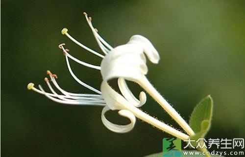 喝茶養(yǎng)生 切記花茶混搭別超3種 喝茶養(yǎng)生 切記花茶混搭別超三種(2)