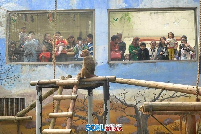 清明小長假第一天 成都動物園游客爆滿