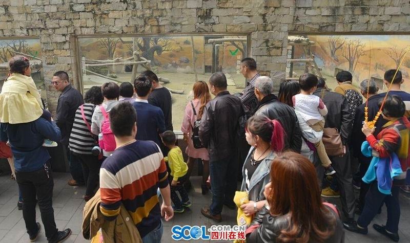 清明小長假第一天 成都動物園游客爆滿