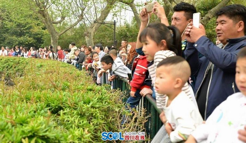 清明小長假第一天 成都動物園游客爆滿