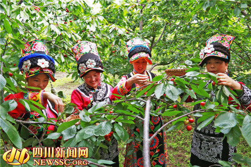 茂縣櫻桃進(jìn)入早期采摘季快快來嘗鮮