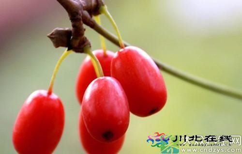 一味中藥能讓糖尿病人延壽10年 一味中藥竟能讓糖尿病人延壽十年 (2)